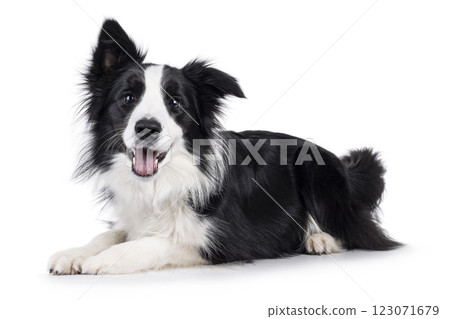 Border Collie dog on white background Border Collie dog on white background 123071679