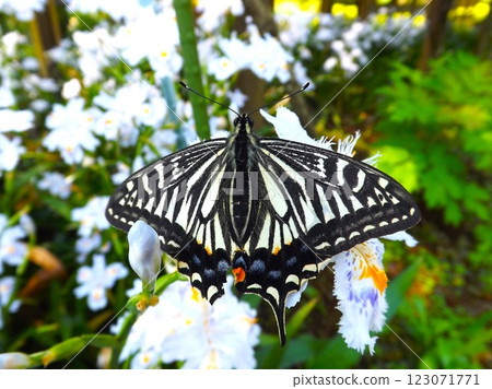 燕尾蝴蝶吮吸花蜜 123071771