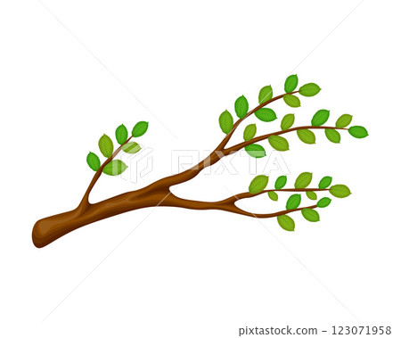 A tree branch with leaves. The elm tree. A tree branch with green leaves in a cartoon style. The vector illustration is isolated on a white background A tree branch with leaves. The elm tree. A tree branch with green leaves in a cartoon style. The vector illustration is isolated on a white background 123071958