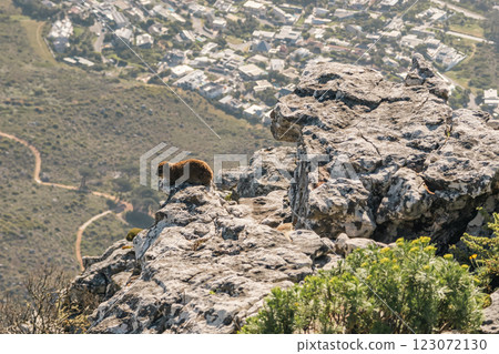 Rock hyrax sitting on a rocky cliff of Table mountain, Cape Town 123072130