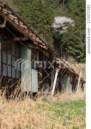 房屋遺跡、櫻花和春天 123072381