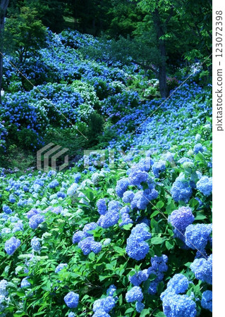 雨季、繡球花和藍色 雨季、繡球花和藍色 123072398