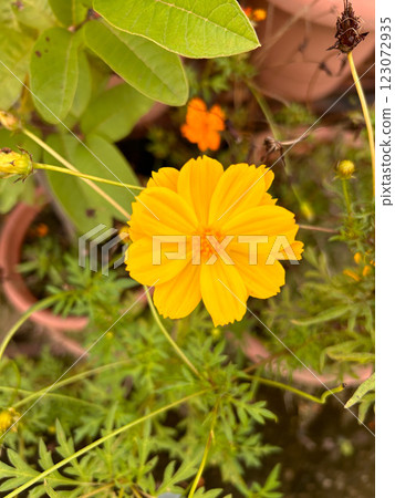 Golden Glory: A Symphony in Yellow and Green 123072935