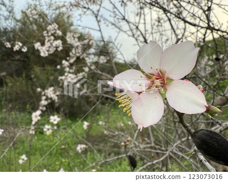 Blooming almond tree flowers in spring. Spring in the Mediterranean, flowering plants and trees. Blooming almond tree flowers in spring. Spring in the Mediterranean, flowering plants and trees. 123073016