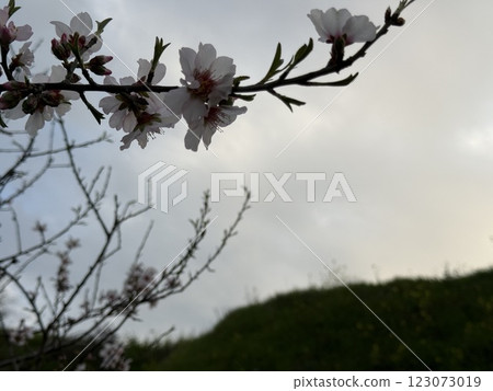 Blooming almond tree flowers in spring. Spring in the Mediterranean, flowering plants and trees. Blooming almond tree flowers in spring. Spring in the Mediterranean, flowering plants and trees. 123073019