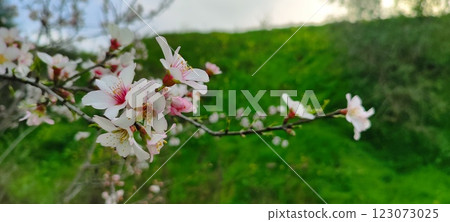 Blooming almond tree flowers in spring. Spring in the Mediterranean, flowering plants and trees. 123073025