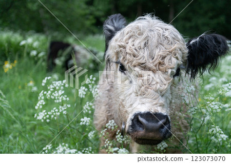 Wild cows in the pastures of the Gauja National Park in Latvia 123073070