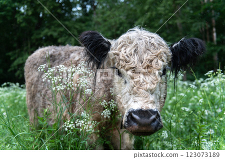 Wild cows in the pastures of the Gauja National Park in Latvia 123073189