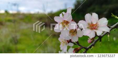 Blooming almond tree flowers in spring. Spring in the Mediterranean, flowering plants and trees. Blooming almond tree flowers in spring. Spring in the Mediterranean, flowering plants and trees. 123073227