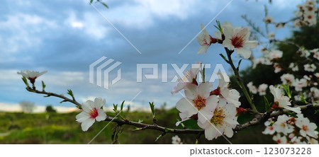 Blooming almond tree flowers in spring. Spring in the Mediterranean, flowering plants and trees. Blooming almond tree flowers in spring. Spring in the Mediterranean, flowering plants and trees. 123073228