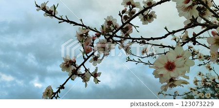Blooming almond tree flowers in spring. Spring in the Mediterranean, flowering plants and trees. 123073229