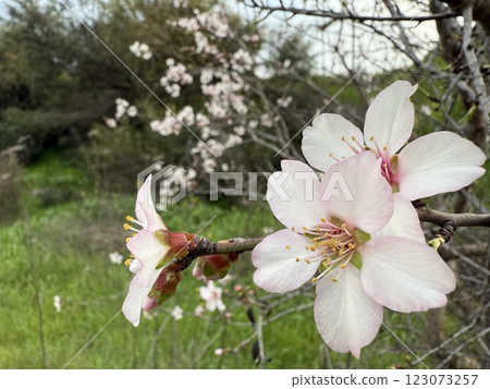 Blooming almond tree flowers in spring. Spring in the Mediterranean, flowering plants and trees. Blooming almond tree flowers in spring. Spring in the Mediterranean, flowering plants and trees. 123073257