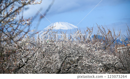 Mount Fuji as seen from Soga Plum Grove Mount Fuji as seen from Soga Plum Grove 123073264