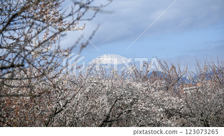Fuji and plum forest Fuji and plum forest 123073265