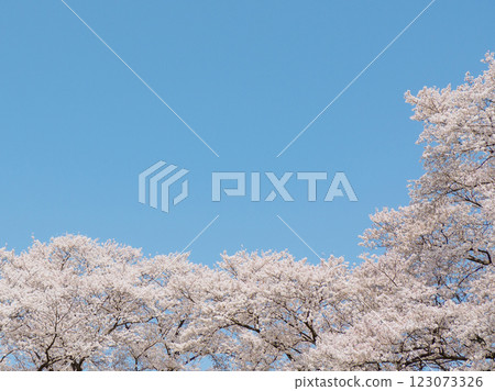 Cherry blossoms in full bloom shining in the blue sky Cherry blossoms in full bloom shining in the blue sky 123073326