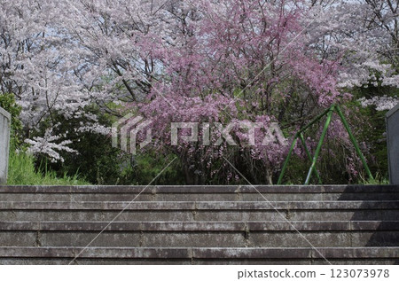 Scenery with cherry blossoms Scenery with cherry blossoms 123073978