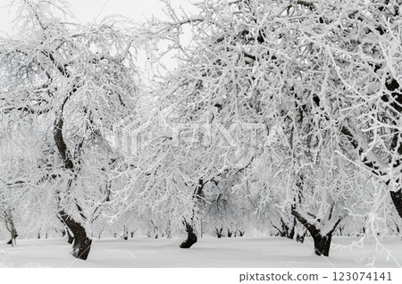 Snow-covered apple orchard on frosty winter day. Beautiful natural background 123074141