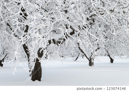 Snow-covered apple orchard on frosty winter day. Beautiful natural background 123074146
