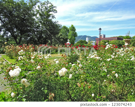 福岡縣太宰府市的英式花園裡盛開著美麗的玫瑰 123074243