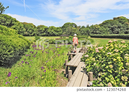A person walking through the Yatsuhashi bridge at the Iris Garden in the northwest of the former Dazaifu Government Office in Fukuoka Prefecture 123074268