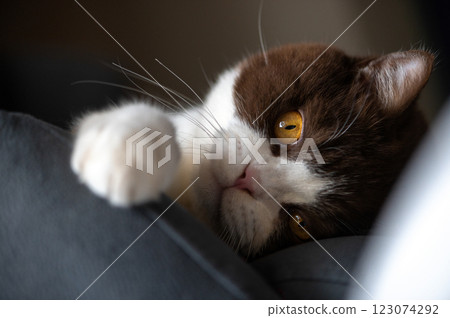 Cute british shorthair cat with orange yellow eyes is laying down on blue gray chair and looking at camera Cute british shorthair cat with orange yellow eyes is laying down on blue gray chair and looking at camera 123074292