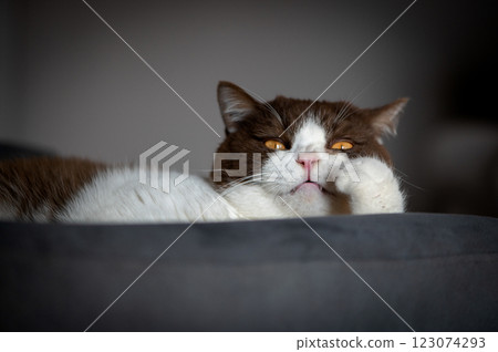 Cute british shorthair cat with orange yellow eyes is laying down on blue gray chair and looking at camera Cute british shorthair cat with orange yellow eyes is laying down on blue gray chair and looking at camera 123074293