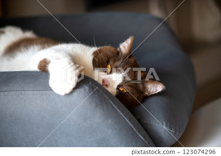 Cute british shorthair cat with orange yellow eyes is laying down on blue gray chair and looking at camera 123074296