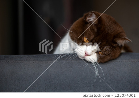 A very sad British shorthair cat on the back of a chair A very sad British shorthair cat on the back of a chair 123074301