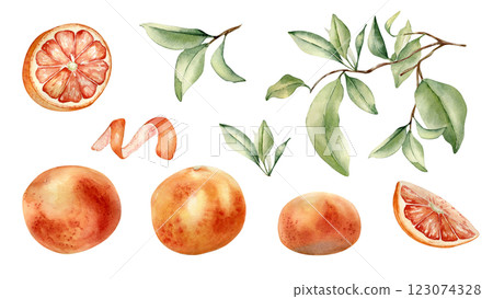 Grapefruits whole and half, branch and leaves hand drawn watercolor illustration isolated. Set of citrus fruits and orange peel hand drawn. Leafy sprig of grapefruit tree painted in botanical sketch. Grapefruits whole and half, branch and leaves hand drawn watercolor illustration isolated. Set of citrus fruits and orange peel hand drawn. Leafy sprig of grapefruit tree painted in botanical sketch. 123074328