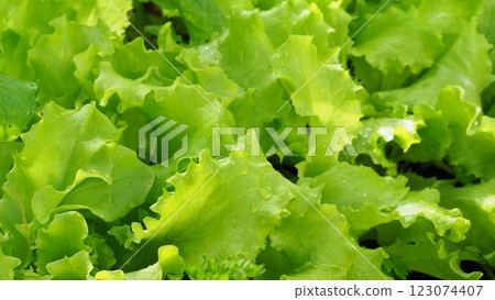 Curly lettuce healthy nutrition Curly lettuce healthy nutrition 123074407