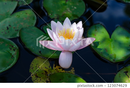 A single pink flower is floating on a pond. The flower is surrounded by green leaves and the water is calm 123074629