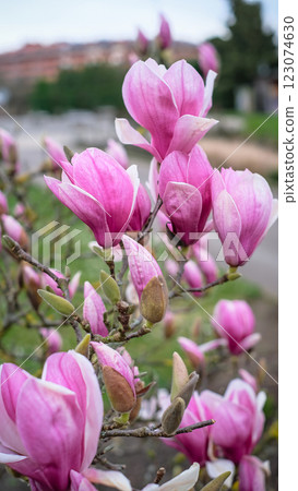 A bunch of pink magnolia flowers are blooming on a tree. 123074630