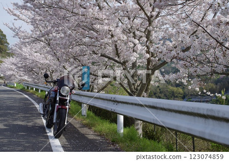 Bike under the cherry blossoms Bike under the cherry blossoms 123074859