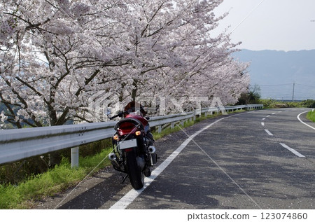 Bike under the cherry blossoms Bike under the cherry blossoms 123074860