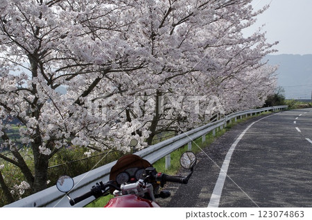 Bike under the cherry blossoms Bike under the cherry blossoms 123074863