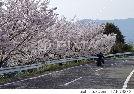 Bike under the cherry blossoms 123074870