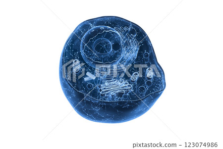 isolated, homeostasis, organelle 123074986