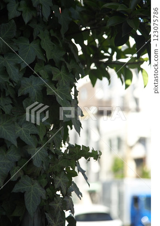 250129_009城市景觀 123075786