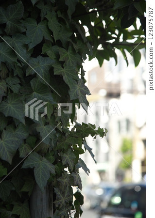 250129_010城市景觀 123075787