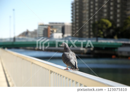 250129_034 Cityscape 123075810