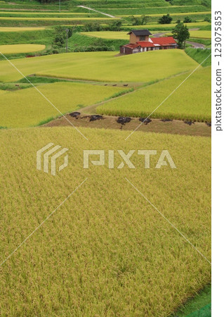 Golden countryside (Hirose Town) 123075853