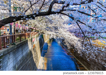 東京目黑區目黑川沿岸的櫻花樹 123076015