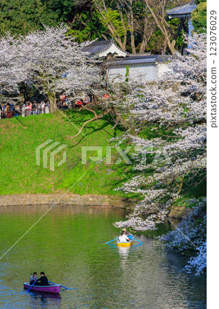 東京千代田區千鳥淵綠道的櫻花 東京千代田區千鳥淵綠道的櫻花 123076029