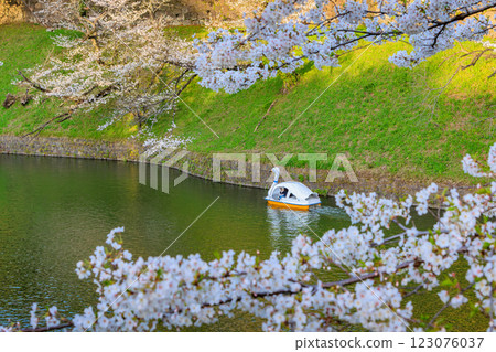 Cherry blossoms at Chidorigafuchi Greenway in Chiyoda Ward, Tokyo 123076037