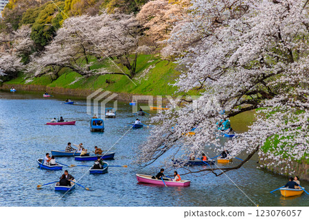 東京千代田區千鳥淵綠道的櫻花 123076057