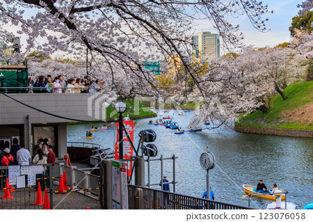 東京千代田區千鳥淵綠道的櫻花 東京千代田區千鳥淵綠道的櫻花 123076058