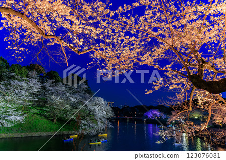 東京千代田區千鳥淵綠道的櫻花 123076081
