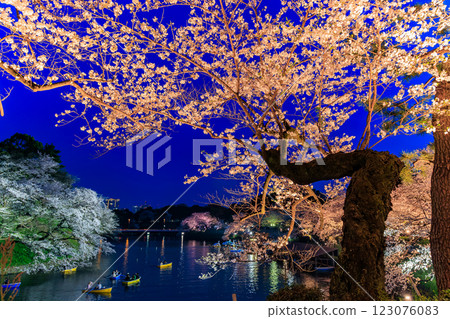 東京千代田區千鳥淵綠道的櫻花 東京千代田區千鳥淵綠道的櫻花 123076083