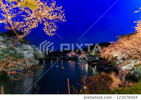 東京千代田區千鳥淵綠道的櫻花 123076084