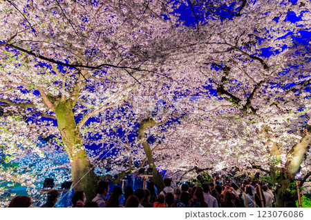 東京千代田區千鳥淵綠道的櫻花 123076086